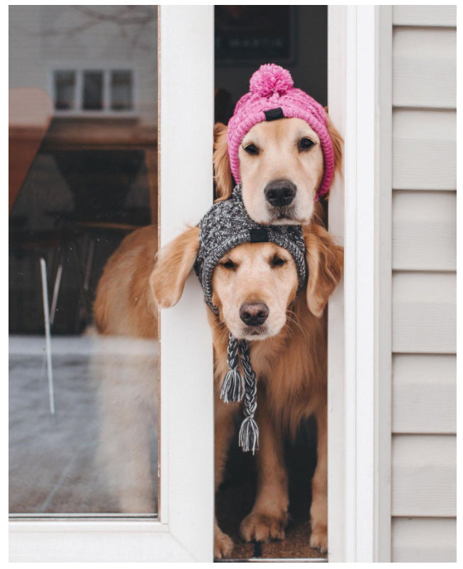 Chapeau pour animaux | Pour chiens et chats