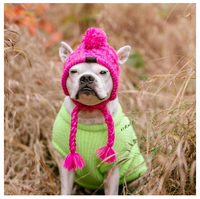 Chapeau pour animaux | Pour chiens et chats