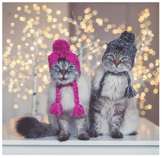 Chapeau pour animaux | Pour chiens et chats