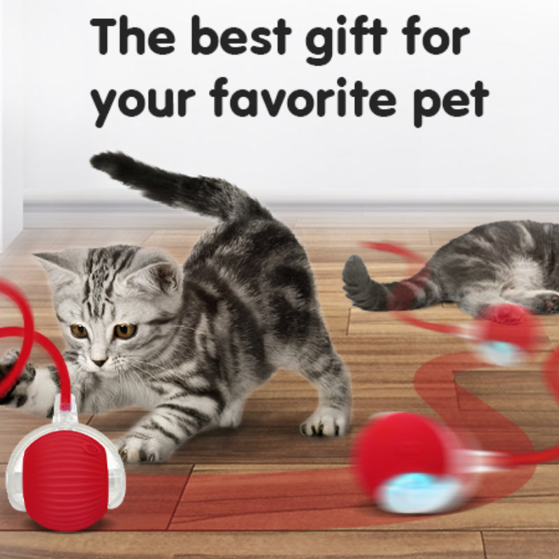 Eptchn smart chase pet toy ball|Cats and Pets