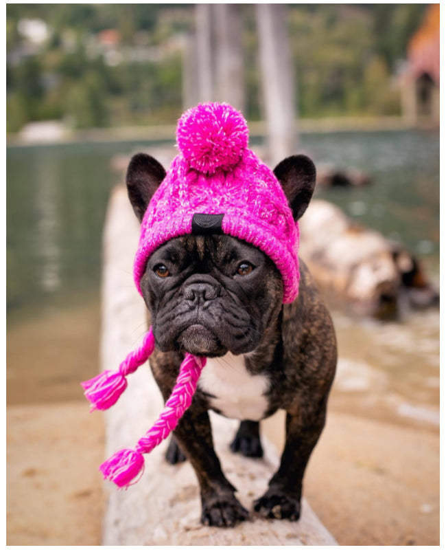 Chapeau pour animaux | Pour chiens et chats
