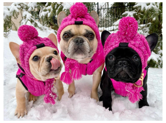 Chapeau pour animaux | Pour chiens et chats