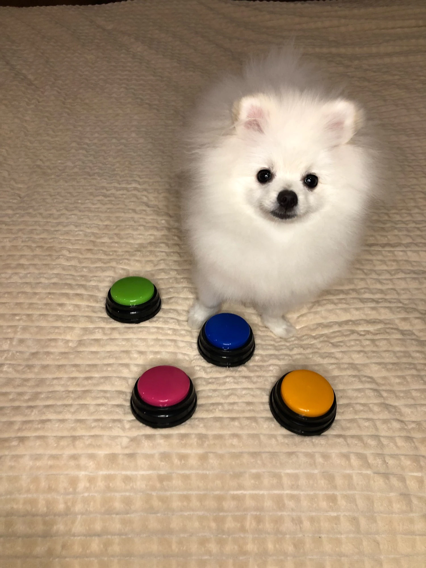 Teach Your Pet to Speak - Recordable Buttons | For Dogs