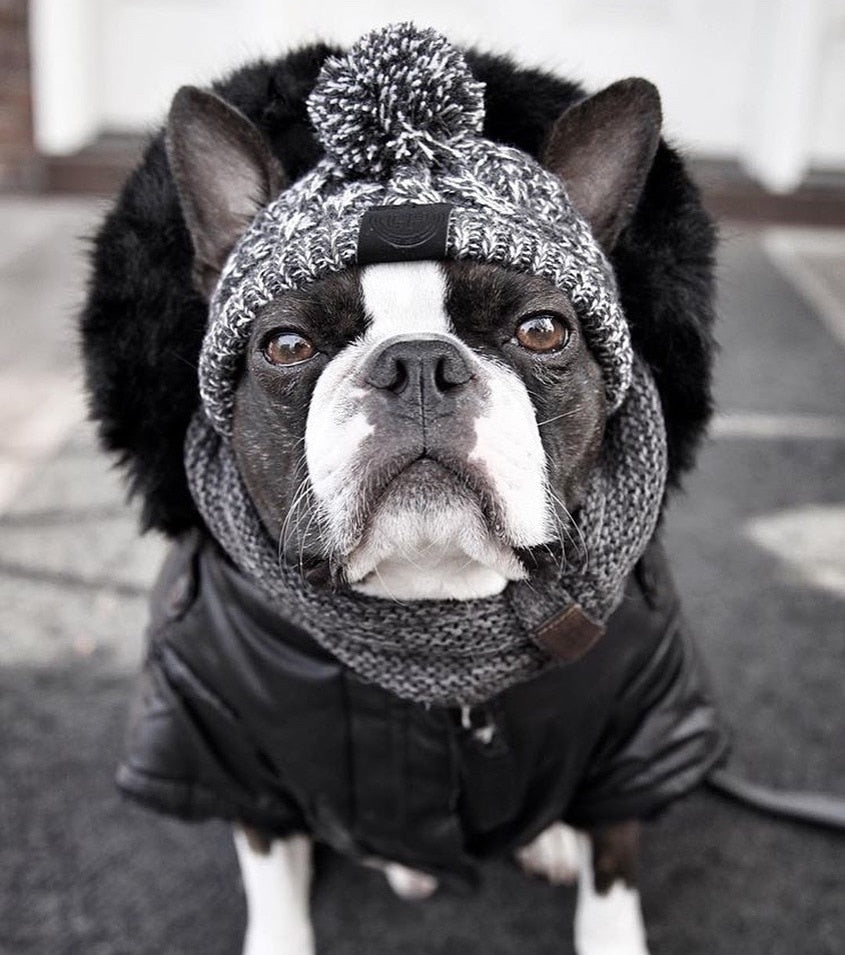 Chapeau pour animaux | Pour chiens et chats