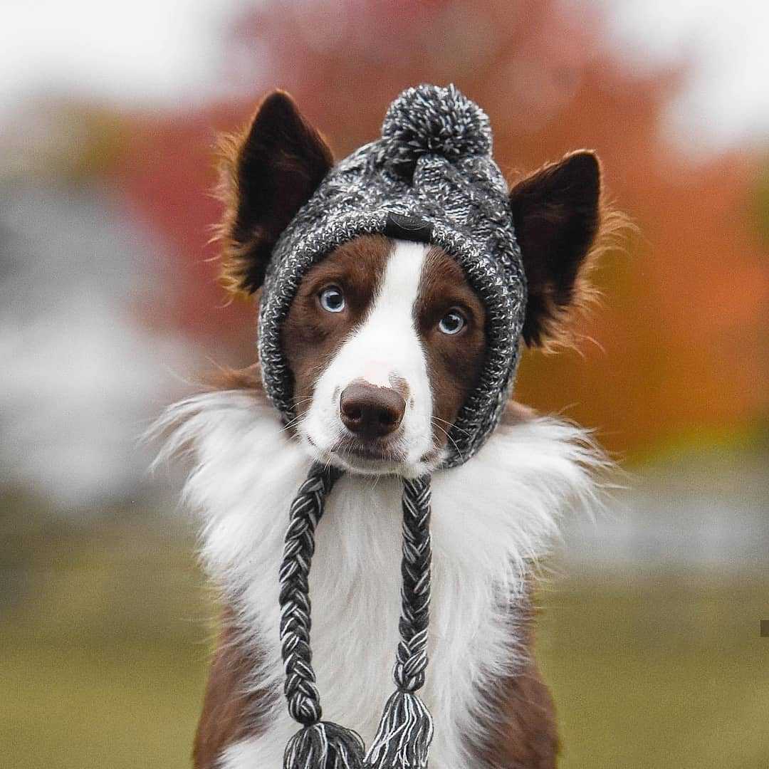 Chapeau pour animaux | Pour chiens et chats