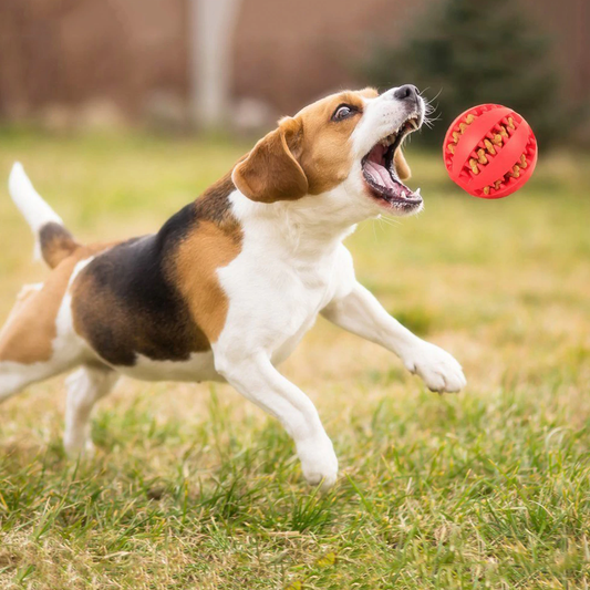 Crazy Chew Ball