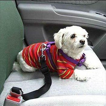 Pet Seat Belt