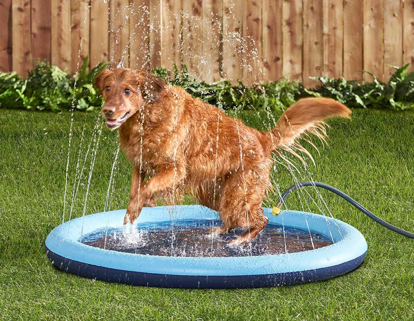 Swimming Pool with Fountain | For Dogs